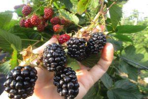 Beschreibung und Eigenschaften der Navajo-Brombeeren, Pflanzen und Pflege