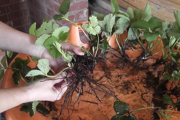 plantor förberedda