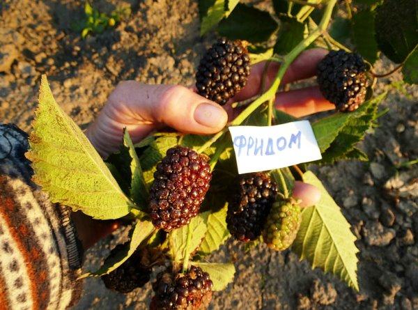 reife Brombeere