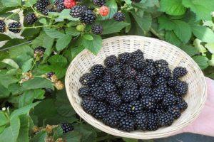 Beschreibung und Eigenschaften von Ruben Brombeeren, Pflanz- und Pflegetechnik