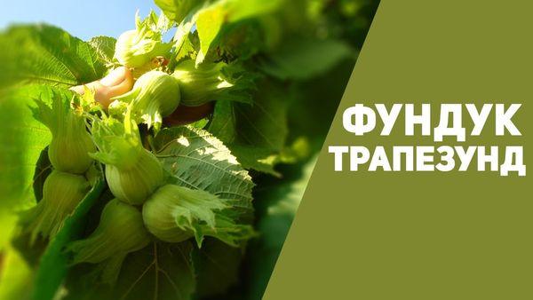 отглеждане на лешници