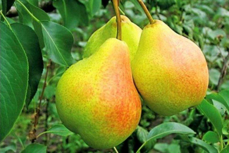 Birnenextravaganz