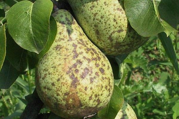  fungus on fruits