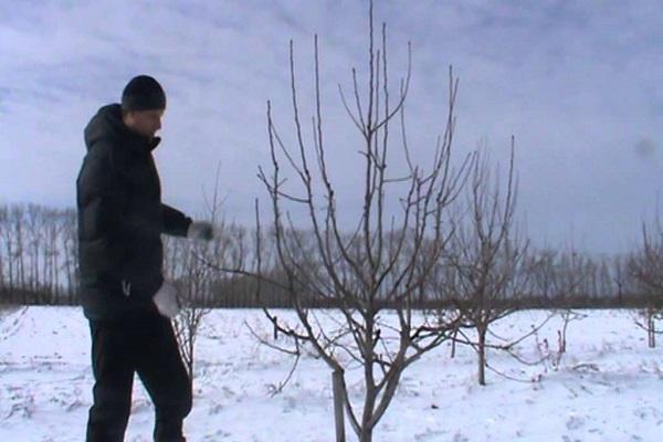 Beschneiden im Winter