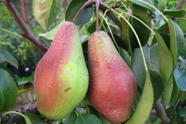 längliche Frucht