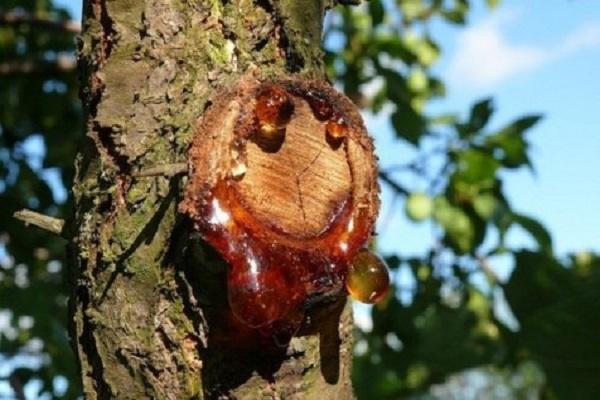 choroba brzoskwini