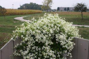 Περιγραφή των ποικιλιών clematis Manchurian, γεωργική τεχνολογία καλλιέργειας
