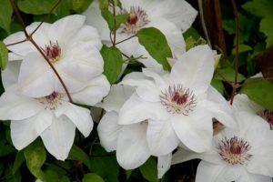 Description and group of pruning clematis of the Miss Bateman variety, planting and care