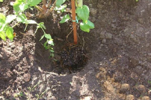 planting material