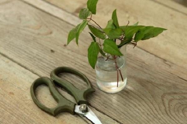 cuttings prepared