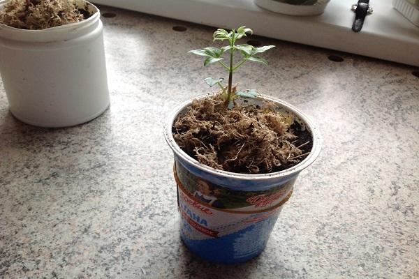 flower seedlings