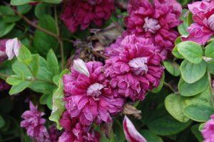 Description of Purpurea Plena Elegance clematis, growing and pruning