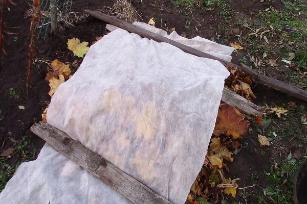 готов мулцх