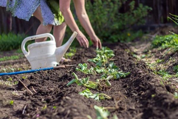 transfer to the garden