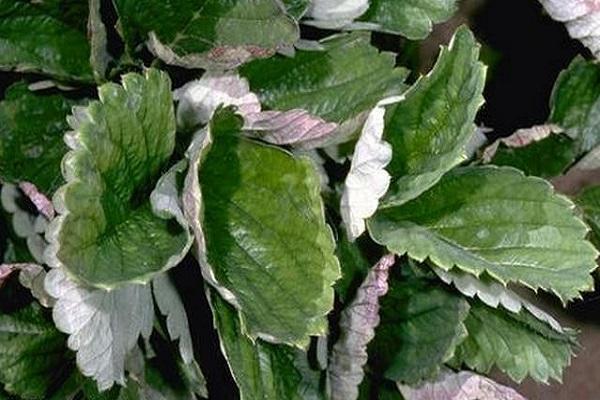leaves turn white