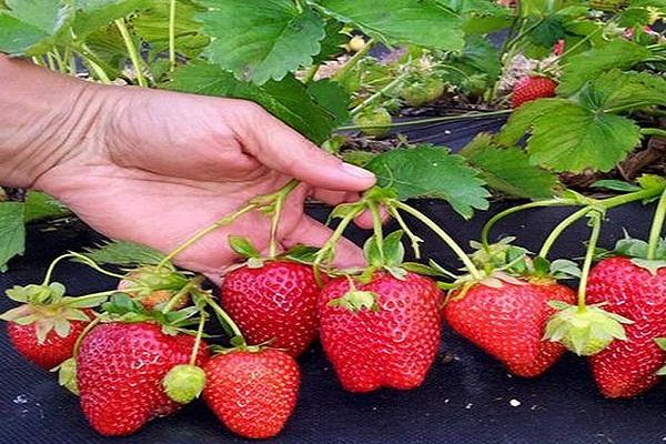 fruit inspection