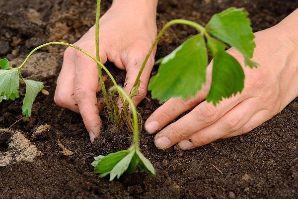 planting a seedling