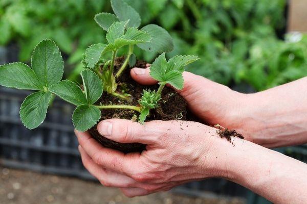 seedling inspection