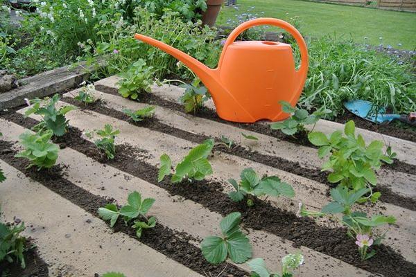 watering crops