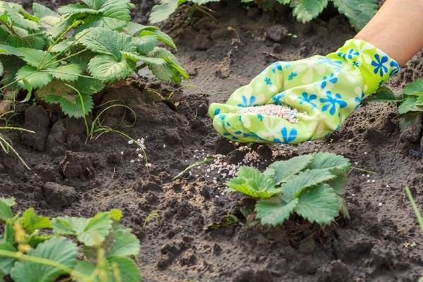 fertilization of crops