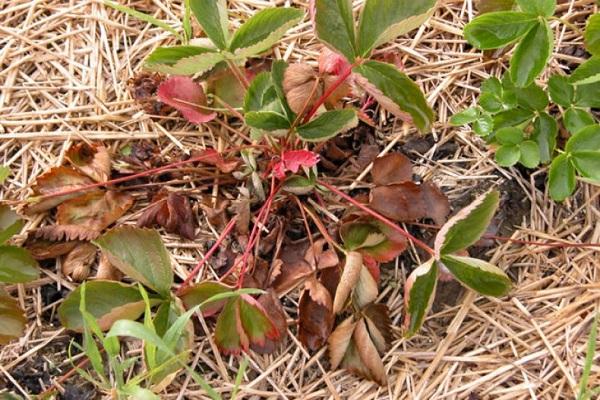  fusarium strawberry
