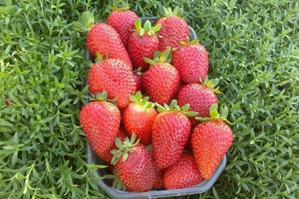 geerntete Ernte