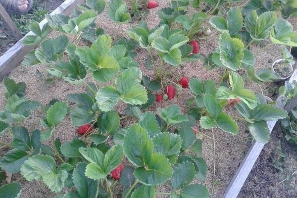 Pflege im Garten