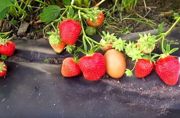 growing strawberries