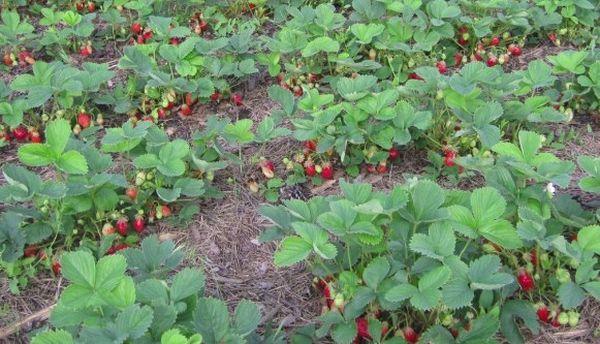 strawberry beds