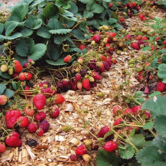 mulching morangos