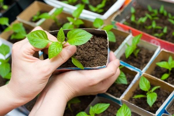 plante i beholder