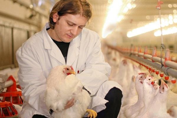 veterinarian with chicken