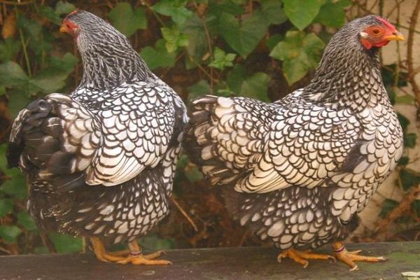 fleshy birds