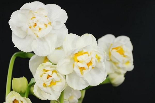 Булчинска корона