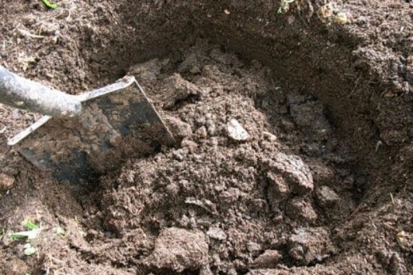 Описание на сладкия сорт нарциси Pomponet, правила за засаждане и грижи