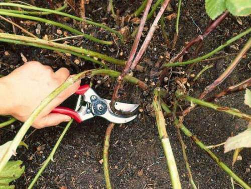 Brombeeren beschneiden