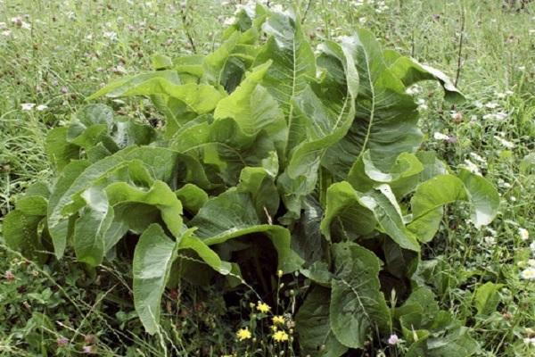 horseradish leaves