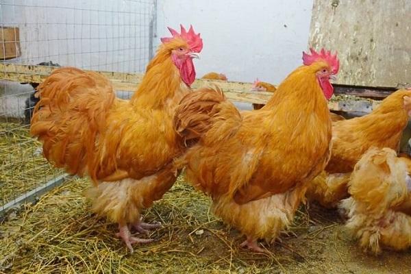 Orpington chickens