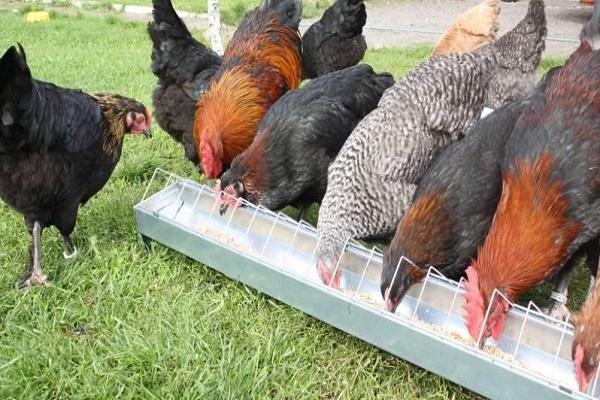 feeder on the ground