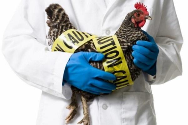 chicken disease