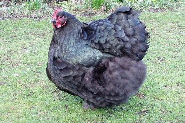 brown bird