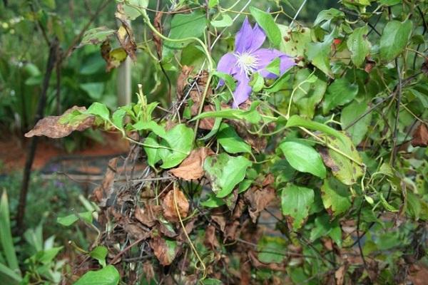 flor fusarium