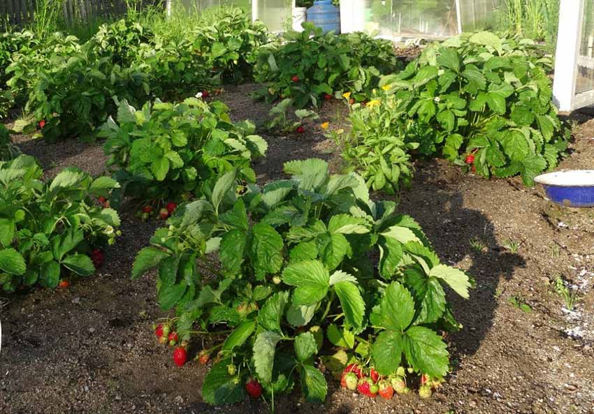 cama de morango