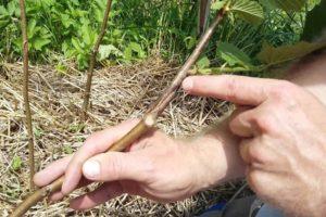 Methods of grafting hazelnuts on a bear nut, terms and features
