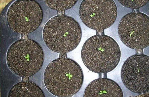 sprouts in pots
