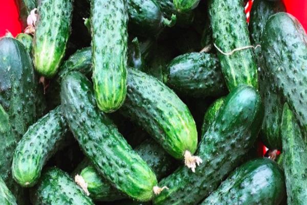 a lot of cucumbers