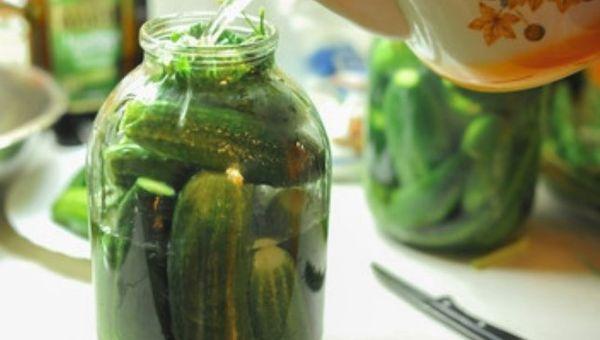 conservation des concombres