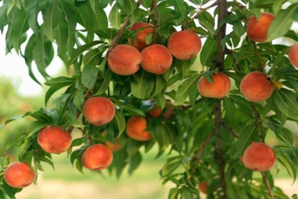 متنوع الكاردينال
