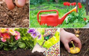 Månplanta kalender för trädgårdsmästaren för juli 2020