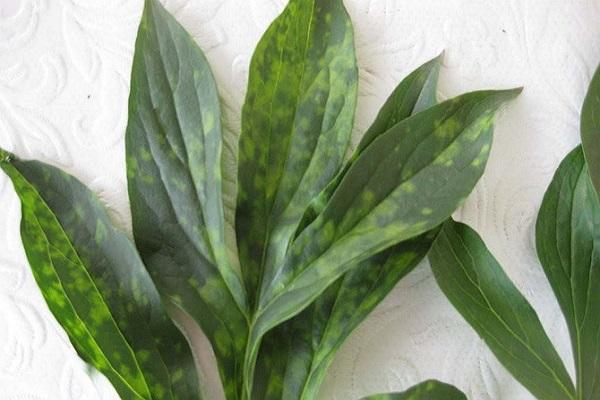 the appearance of the disease